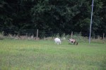Agroturystyka &bdquo;Judyta&rdquo; Ewa Guźla