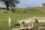 Agroturystyka &bdquo;Lamich&rdquo;